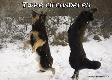Dans van twee Oudduitse Herders in de sneeuw